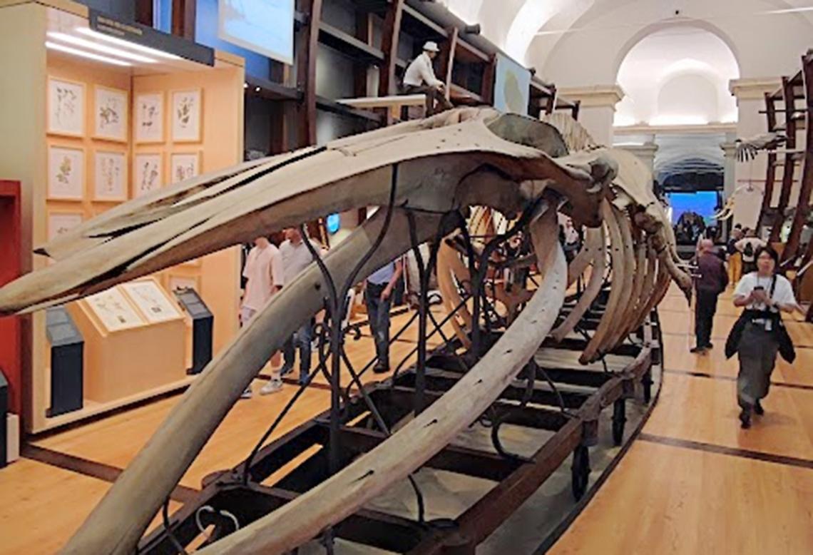 Ad agosto si entra gratis al Museo di scienze naturali