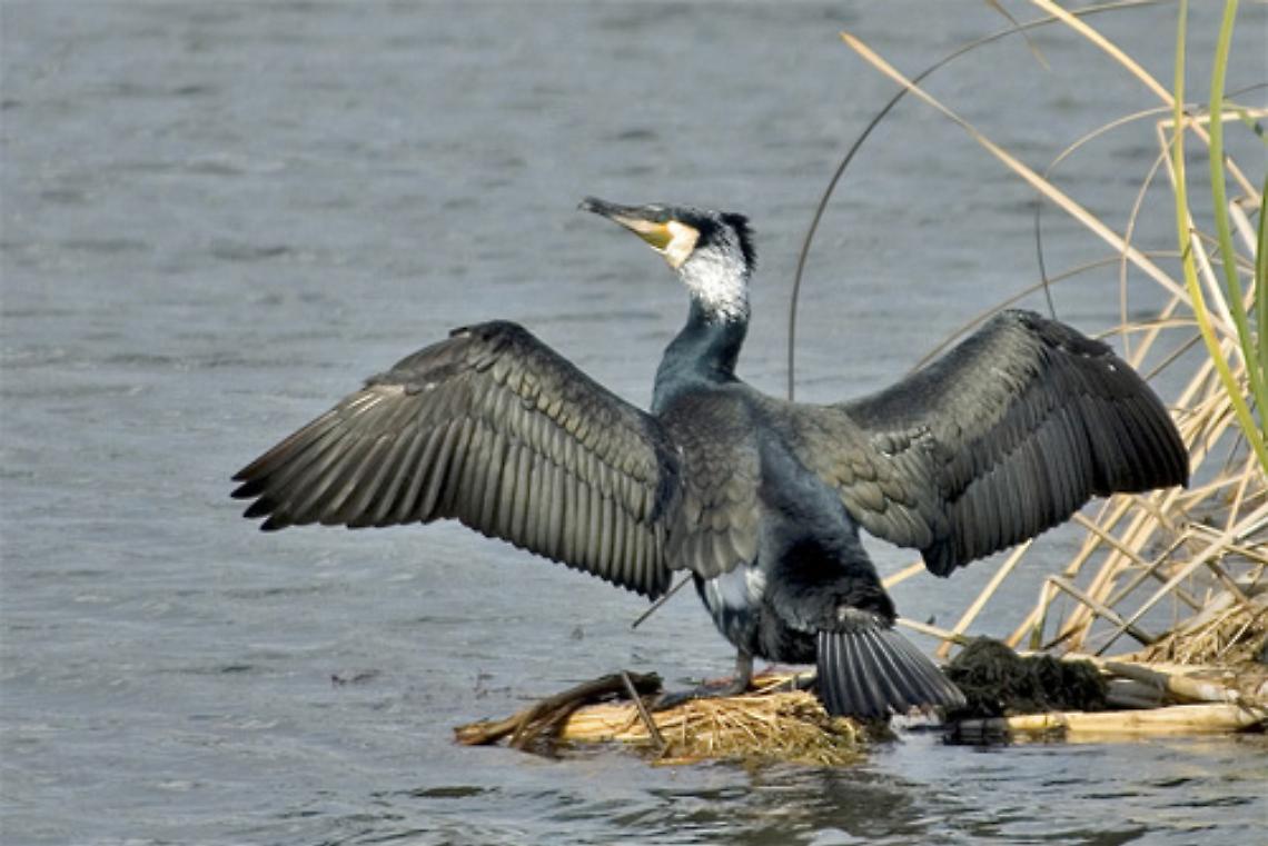 Abilitate 60 guardie venatorie: quest'anno potranno abbattere 115 cormorani