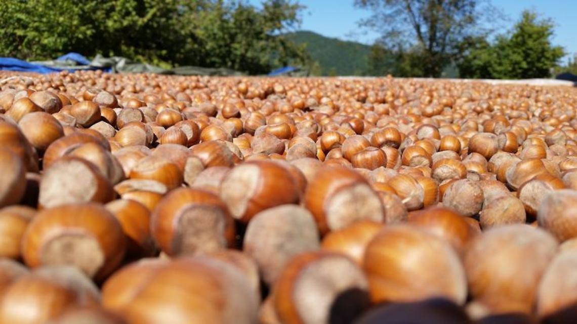 Nocciole in crisi: «Servono subito misure di emergenza, per salvare un settore allo stremo»