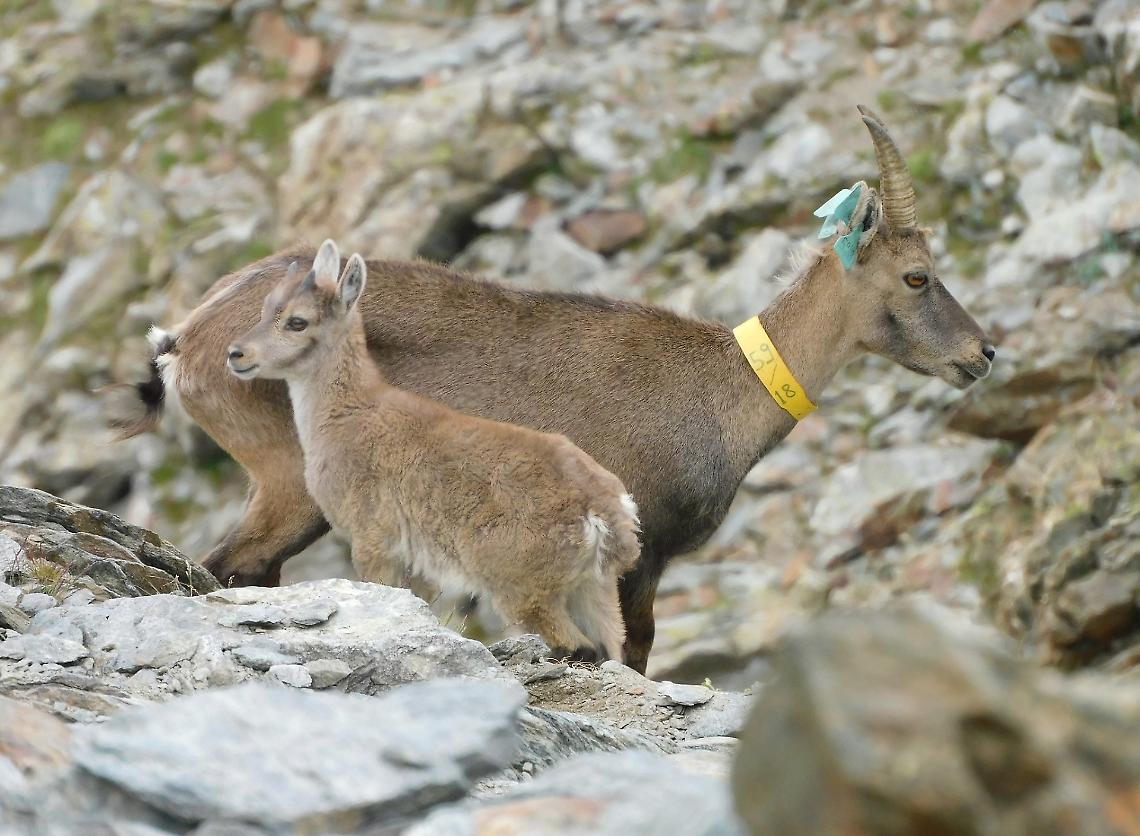 "Betta", la stambecca “scomparsa” da cinque anni, riappare sulle nostre montagne… con una sorpresa