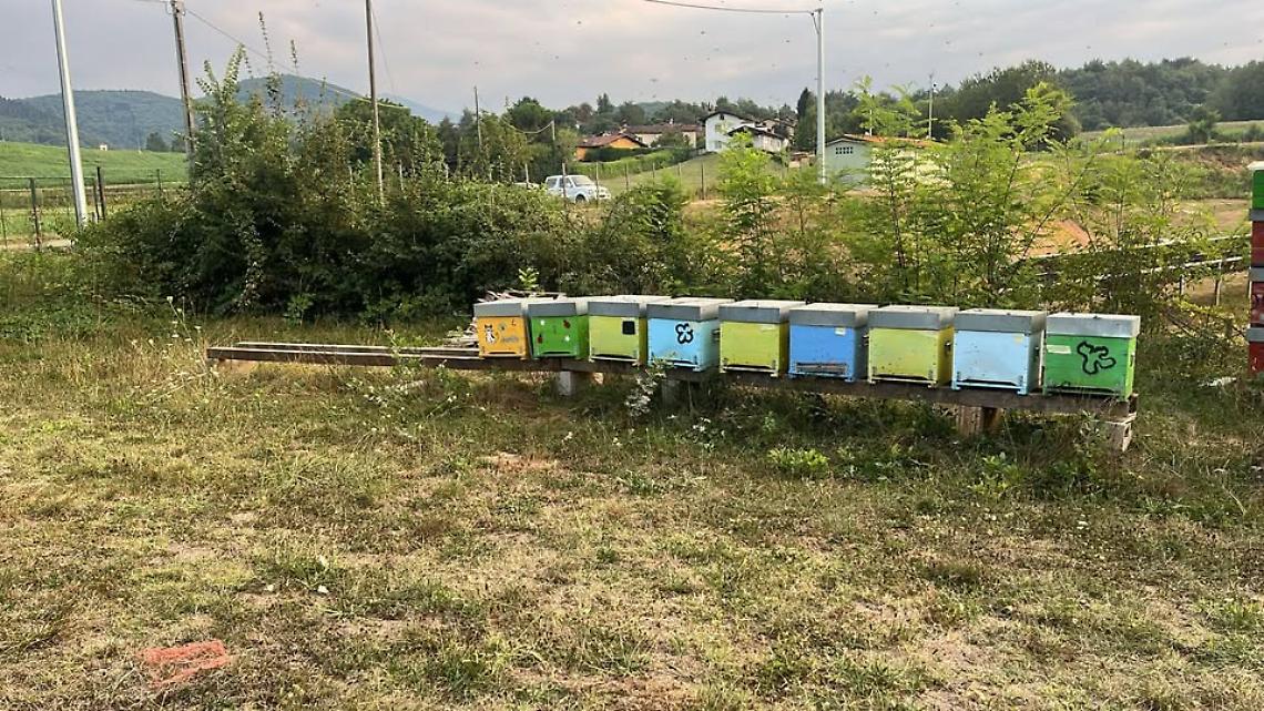 È tornato il ladro d'api, rubati sei alveari nella notte