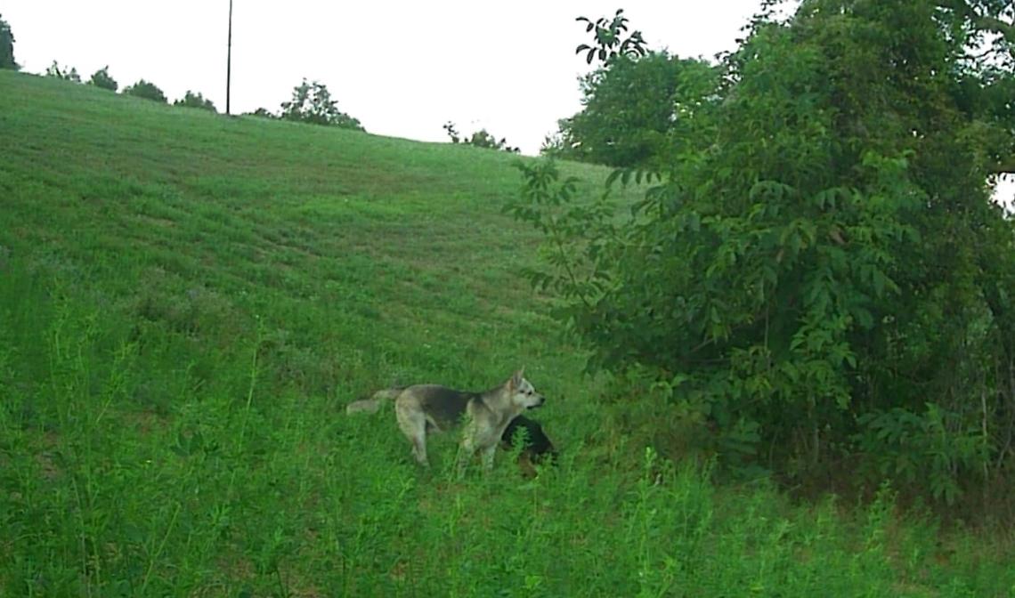 Due lupi (forse ibridi) predano un capriolo in pieno giorno, vicino alle case