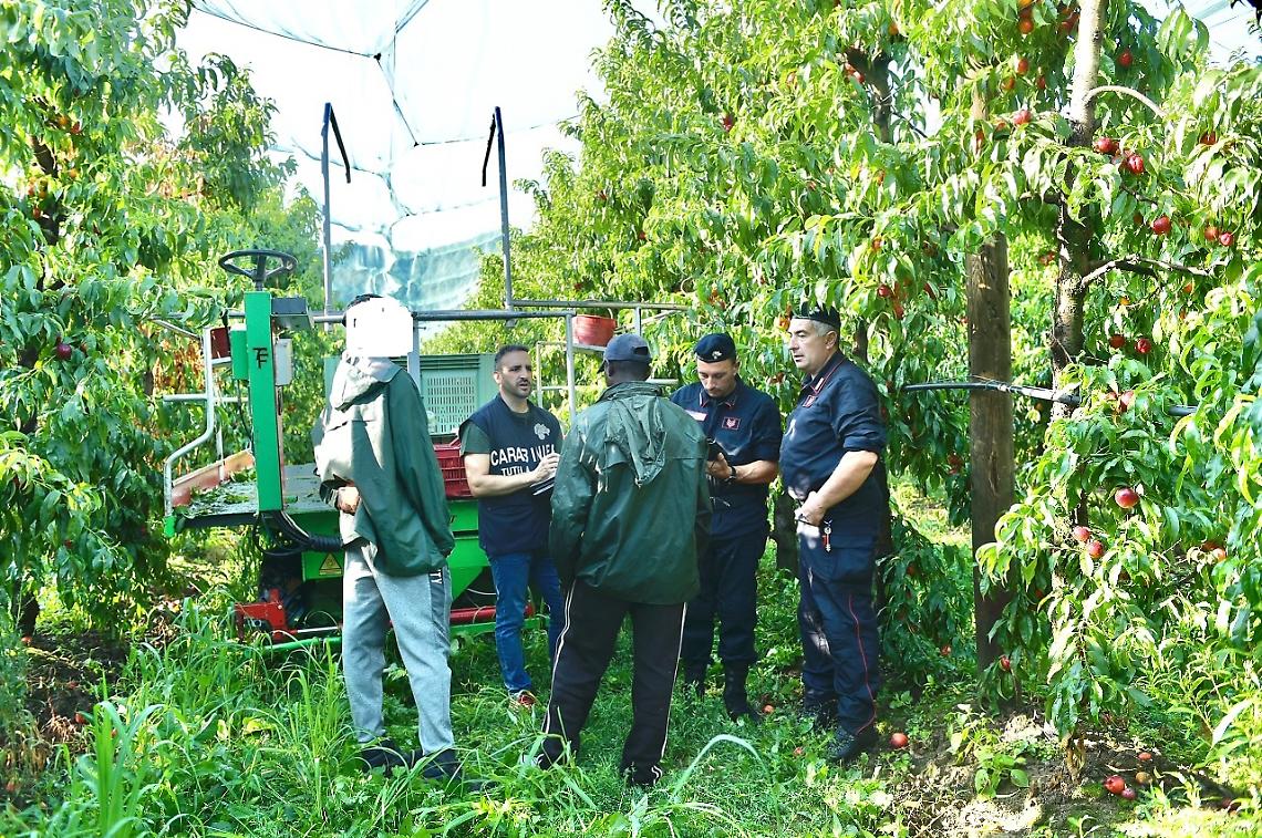 Caporalato, 5 aziende agricole irregolari: lavoratori in nero e anche un clandestino