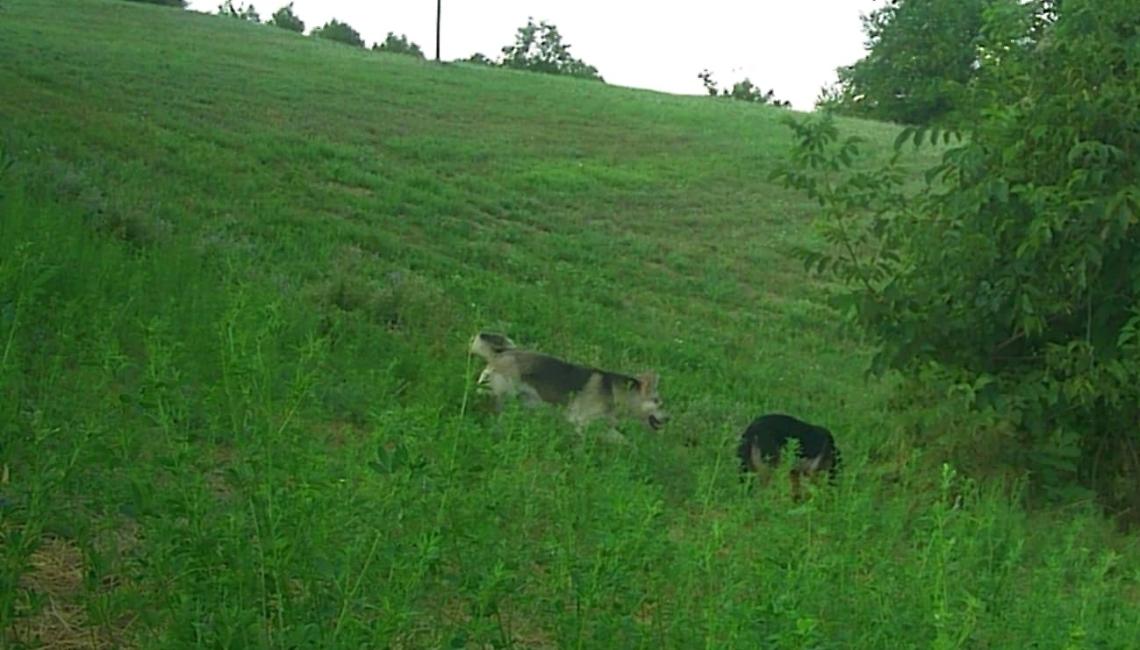 «Quelli fotografati a Cigliè non sono lupi, sono i miei cani!»