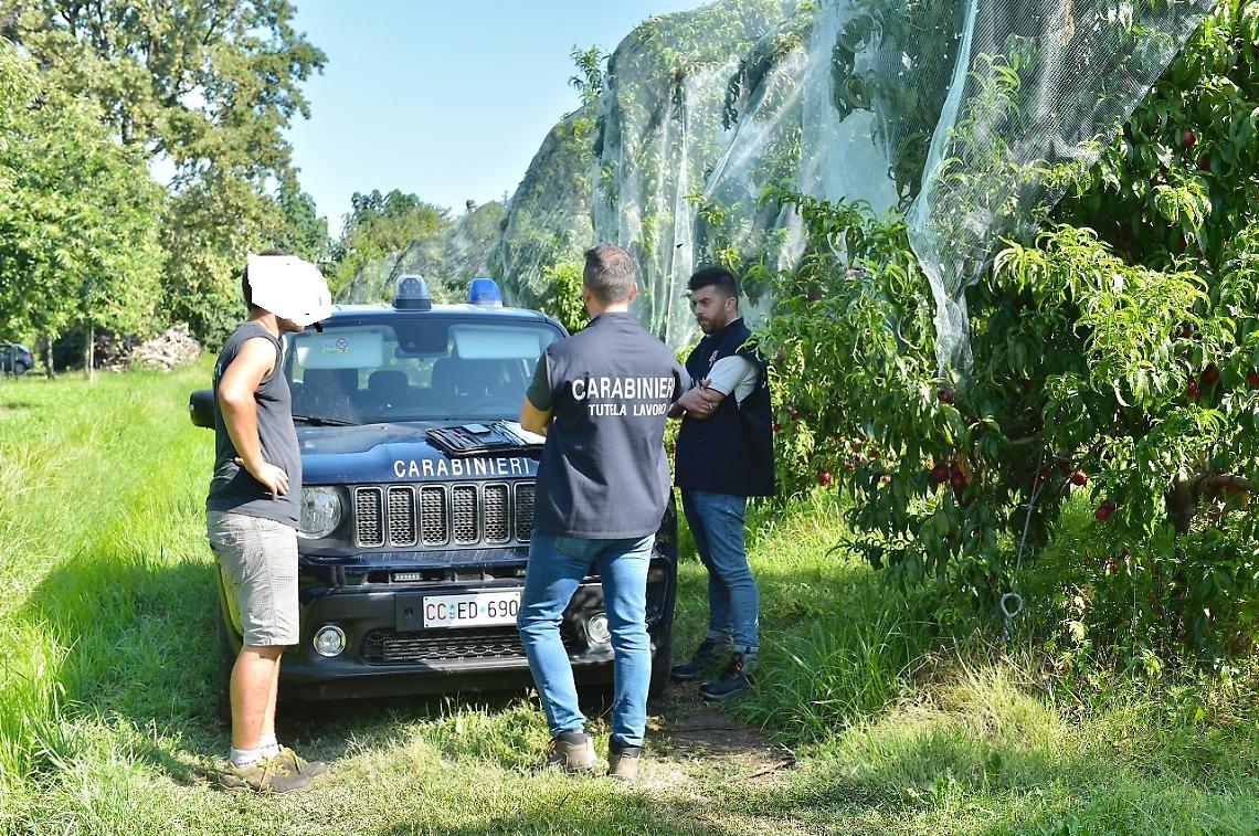 Raccolta frutta: metà aziende sono irregolari, dove sono stati effettuati i controlli 
