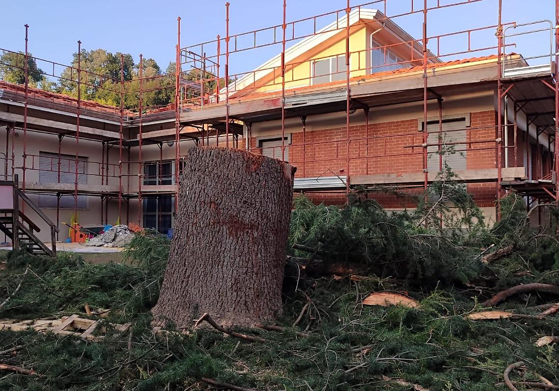 «Quegli alberi erano un vanto per il paese, perché abbatterli?». Il sindaco: «Motivi di sicurezza»
