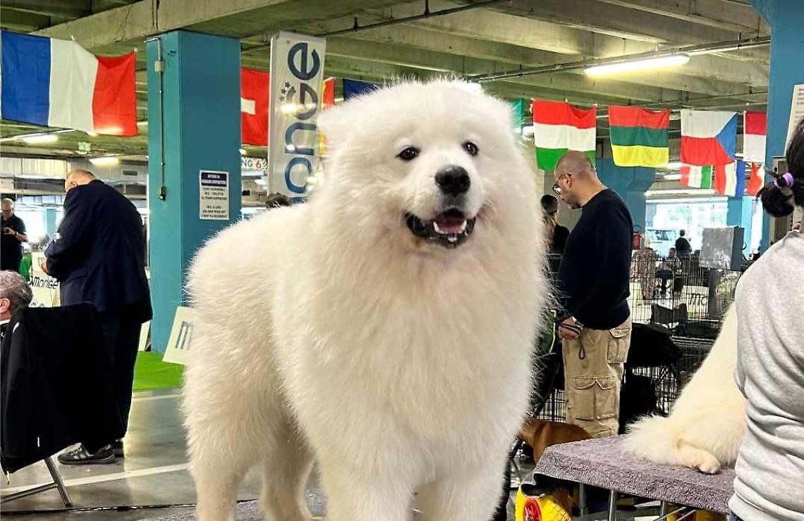 dog sdhow rassegna cinofila cani