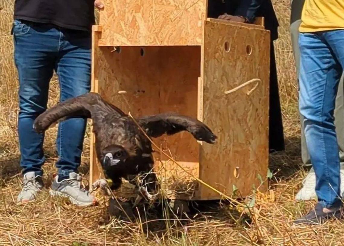 L’avvoltoio monaco torna a volare sulle Alpi cuneesi: era estinto in Italia dal 1961