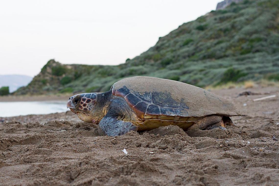Le spiagge del Savonese diventano “culle” per le tartarughe "Carretta Carretta"