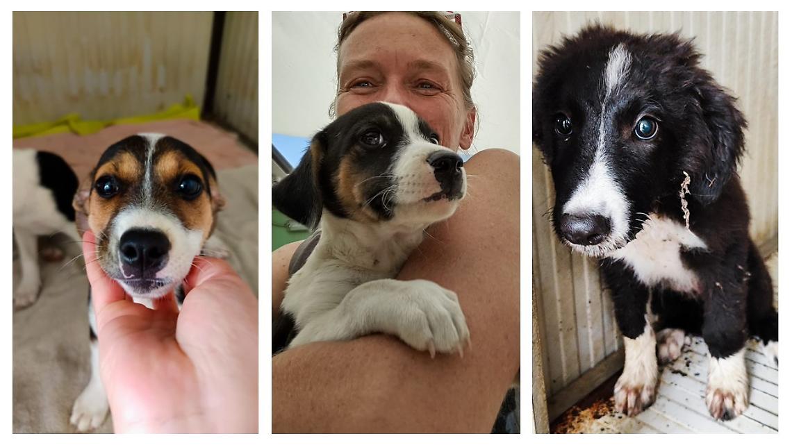 Cuccioli in cerca di casa: altri tre cani abbandonati al Rifugio 281