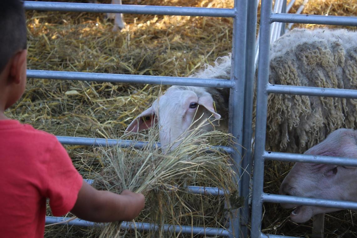 Murazzano: annullata la “Fiera dei Trenta” 2025, l'evento che celebra le pecore delle Langhe