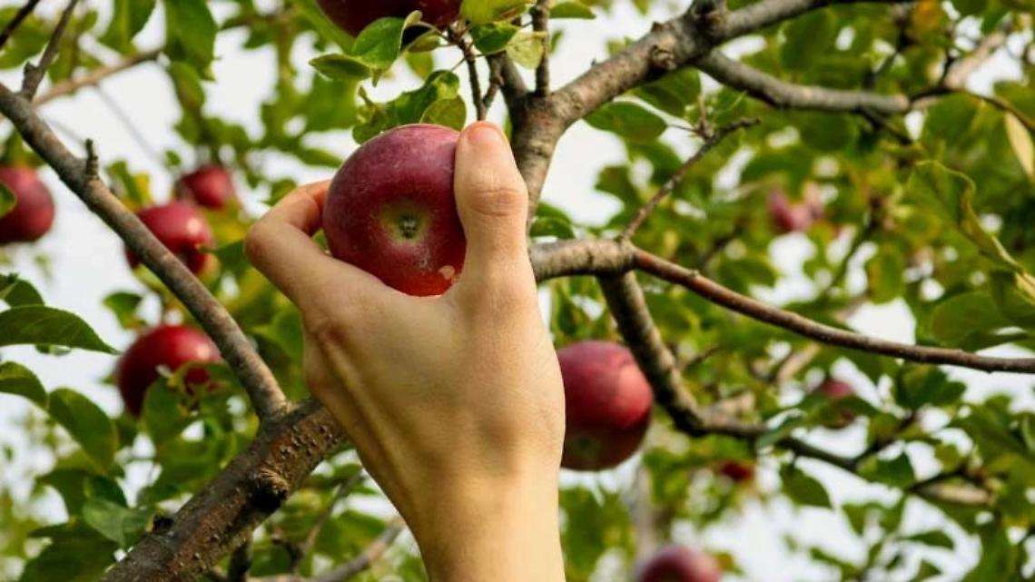 Furti notturni di frutta nelle campagne  