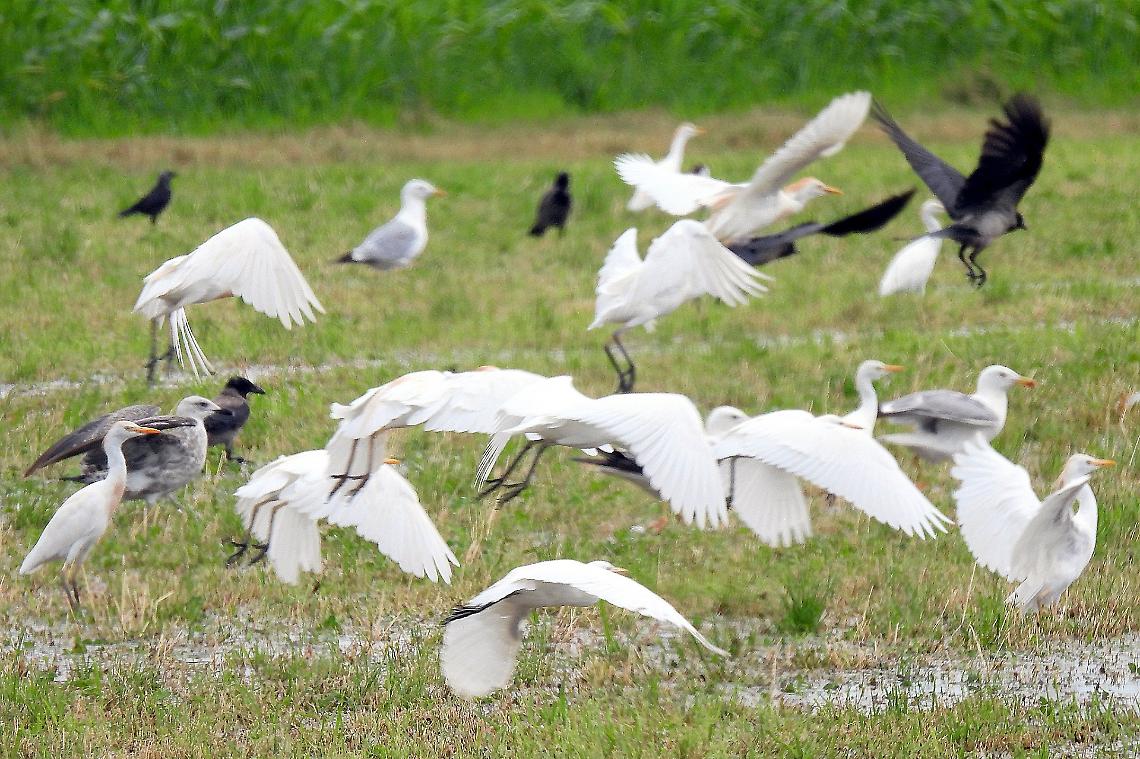 La Provinciale diventa palcoscenico della natura: "raduno" di cicogne e aironi, nei prati