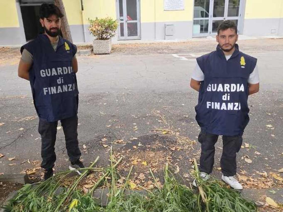 Serra di marijuana fai-da-te in giardino: blitz della Guardia di Finanza