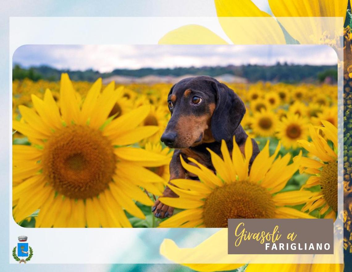 Ecco i vincitori del contest fotografico “Girasoli a Farigliano”