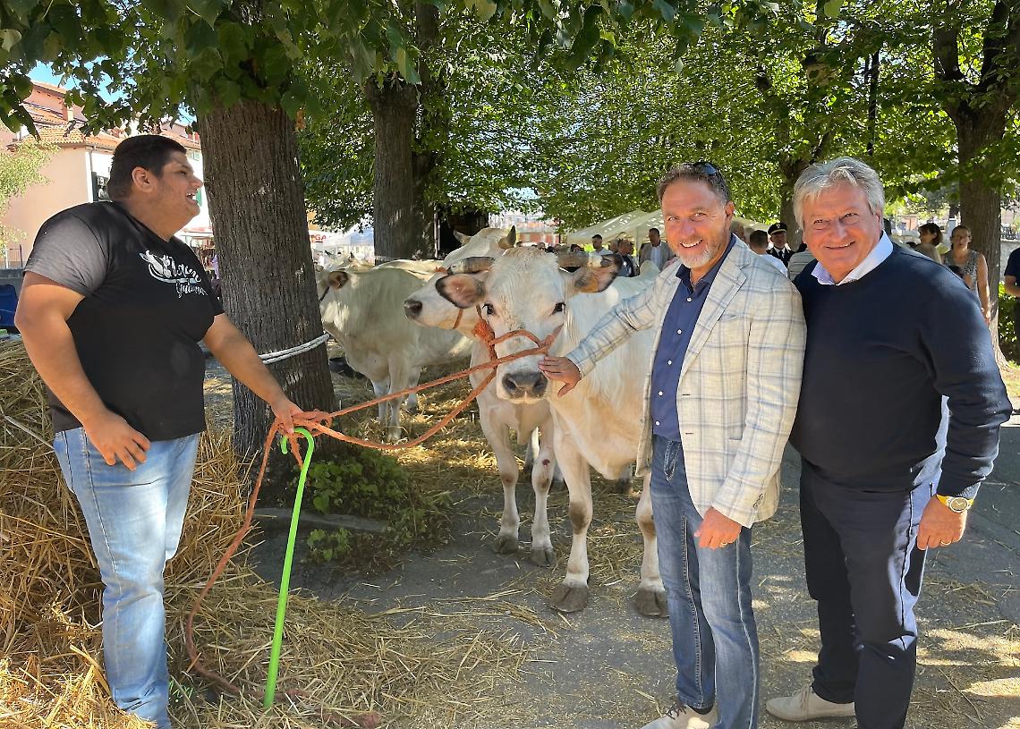 L’Antica Fiera del Bestiame rafforza l’asse Carcare-Carrù