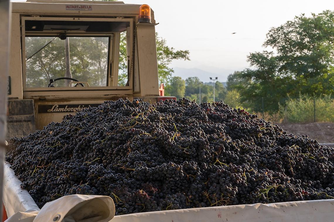 Al via la vendemmia della tradizione: Cantina Clavesana apre ai conferimenti del Dolcetto
