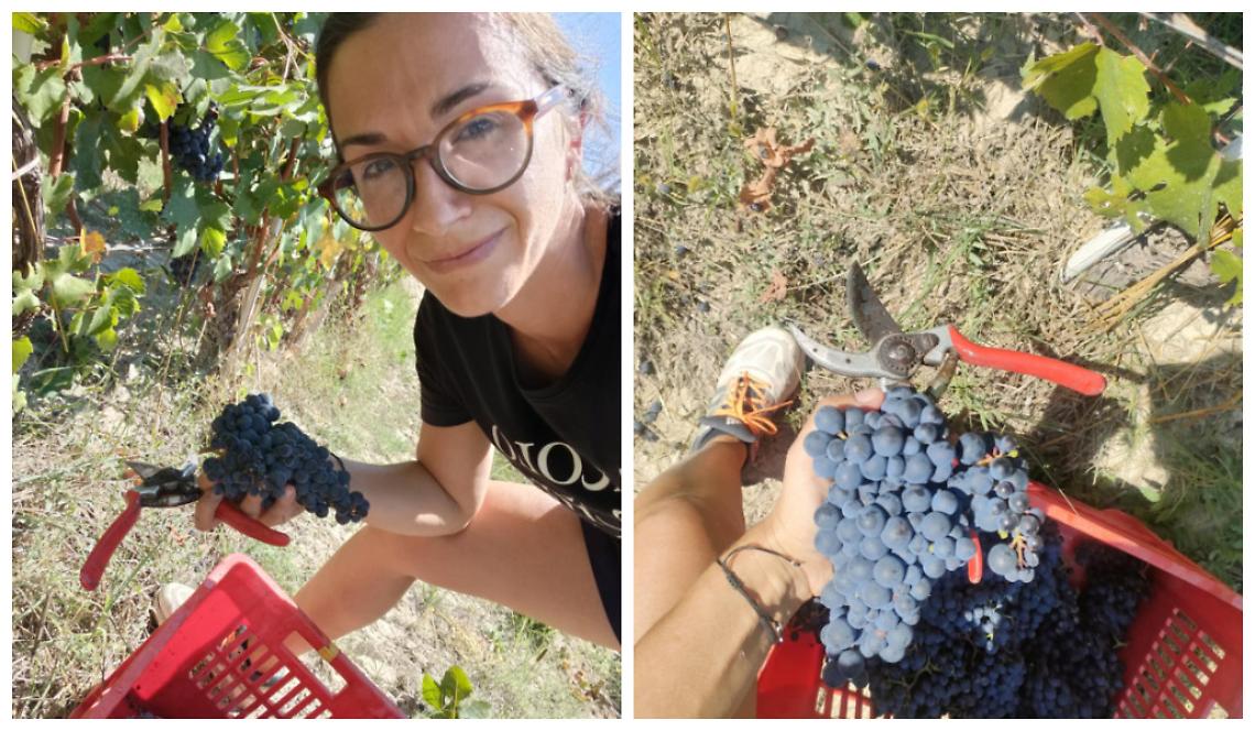 Al lavoro in Langa per la vendemmia del Dolcetto: «L'uva è bellissima, di alta qualità»