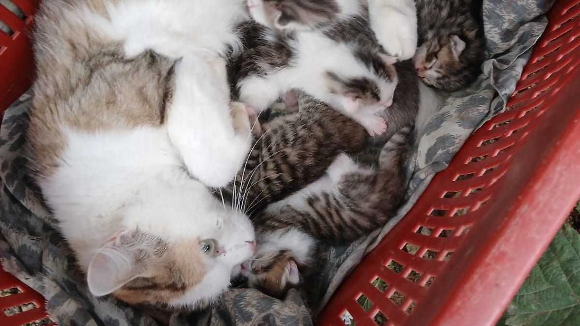 Gattini abbandonati, un altro caso a Vicoforte: «Buttati via come immondizia»