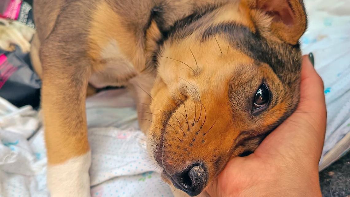 6 cani abbandonati in un sacchetto di nylon. L'ass. Gea: «Non deve più succedere nel 2025»