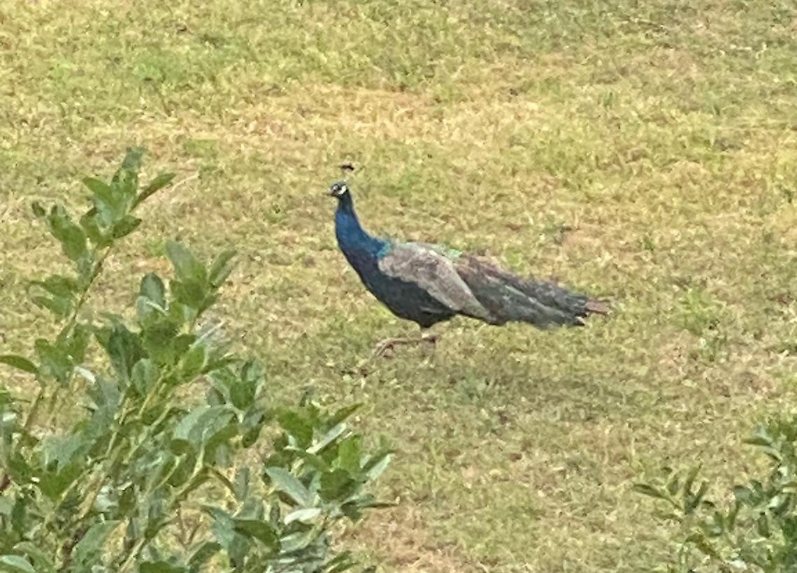 Chi ha perso il pavone? Da giorni passeggia nei prati tra Altipiano e Ferrone