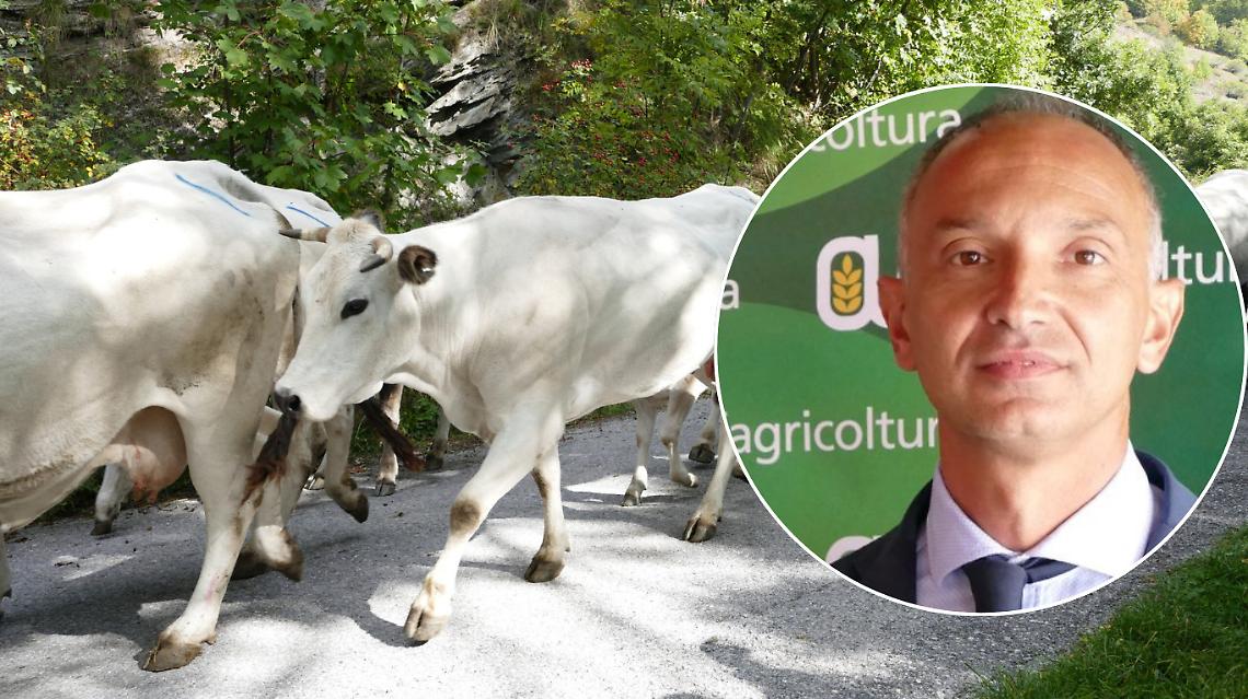 “Caluma el vache”: a Limone Piemonte torna l’emozione della discesa delle mandrie