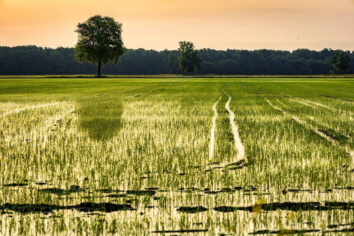 Riso: «Valorizzare tracciabilità e sicurezza, serve trasparenza lungo tutta la filiera»