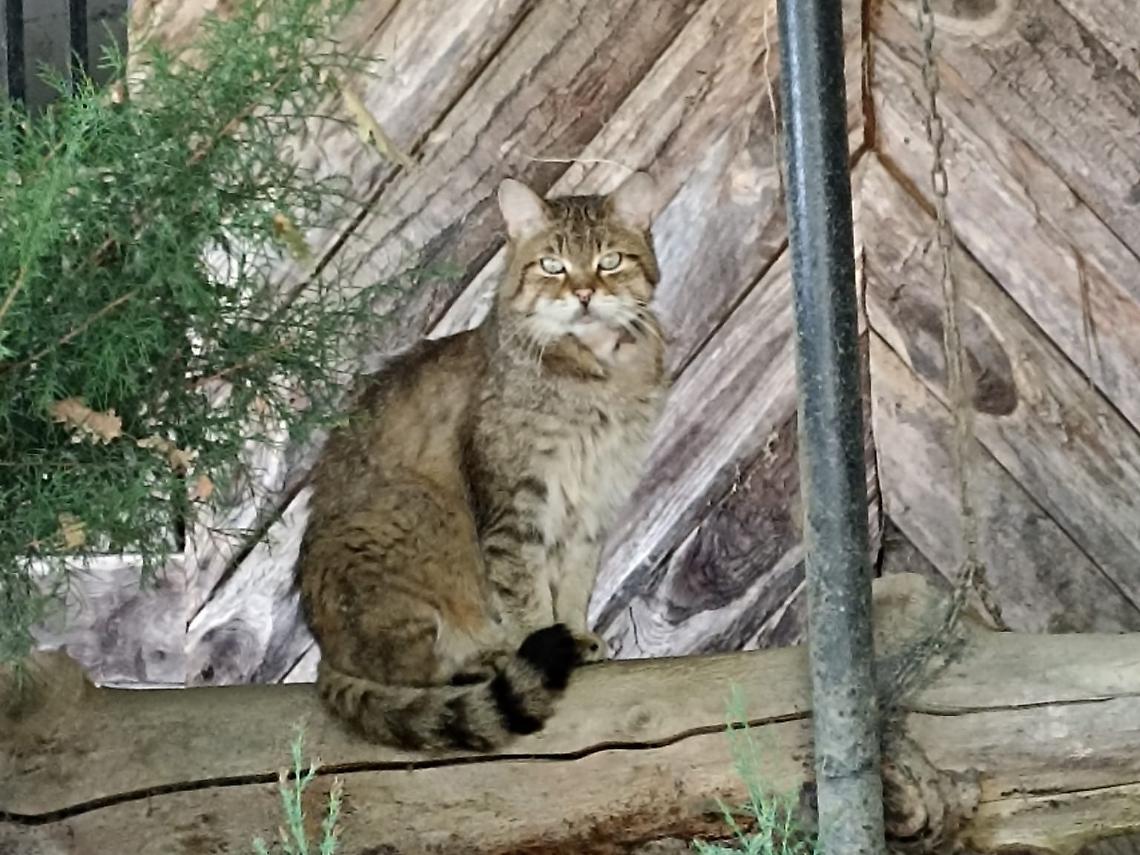Occhi furtivi, passo regale: Silvestro, il custode selvatico delle Langhe