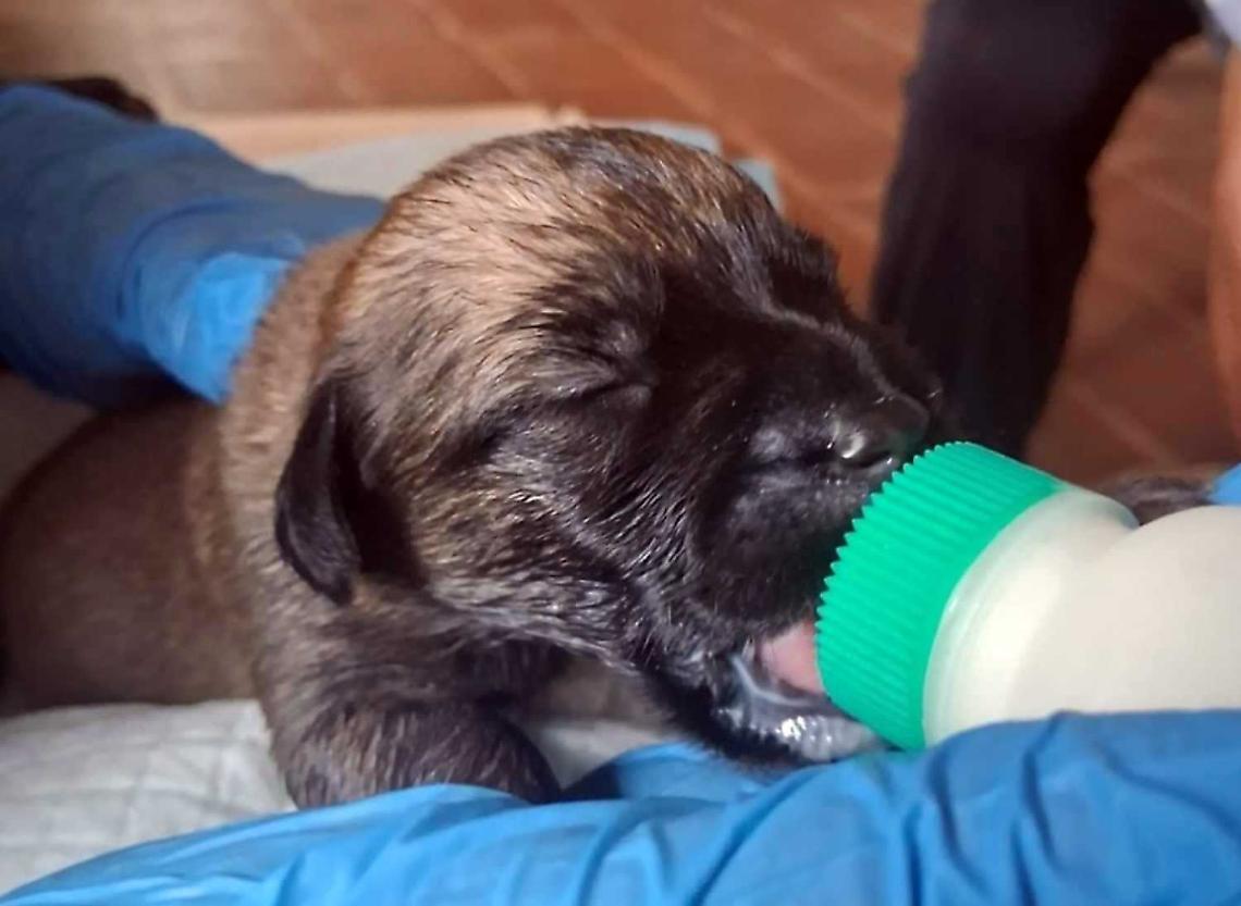 Sei cuccioli abbandonati a poche ore dalla nascita: “Aiutateci a salvarli”