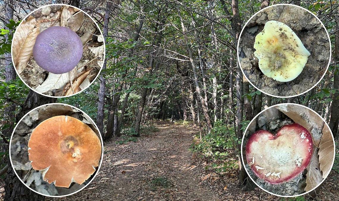 Autunno da fiaba: i boschi si vestono di funghi e colori