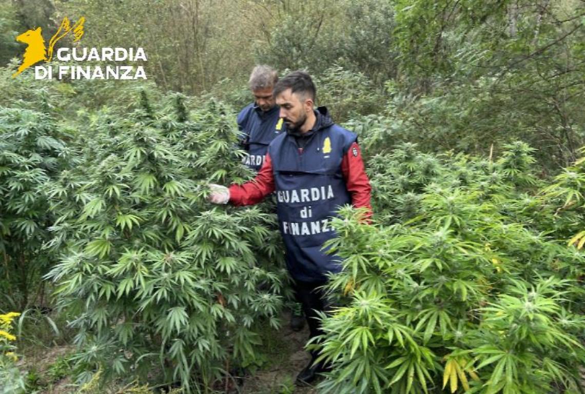 Una piantagione di marijuana lungo il fiume Tanaro