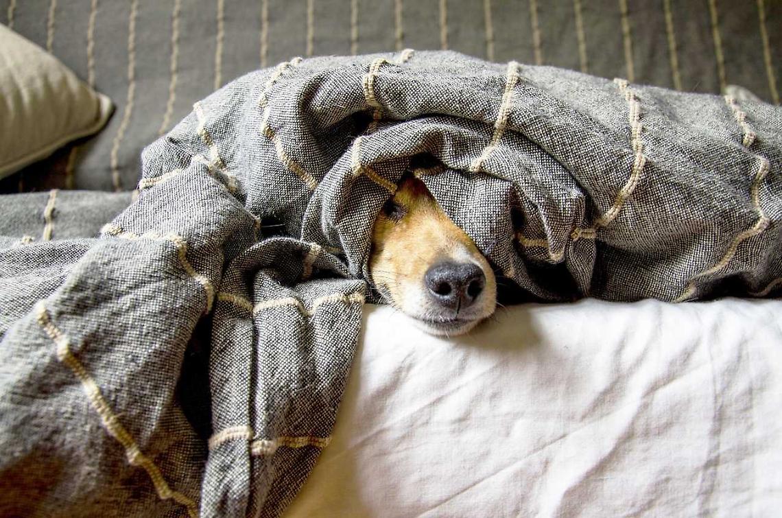 Cani rinchiusi per giorni senza cibo né acqua: tremila euro di multa alla padrona