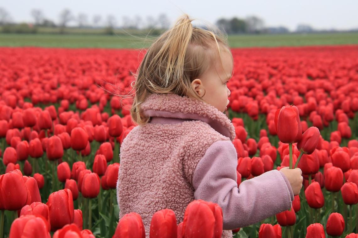 Fiori in crisi: le importazioni raddoppiano e mettono in difficoltà i vivaisti italiani