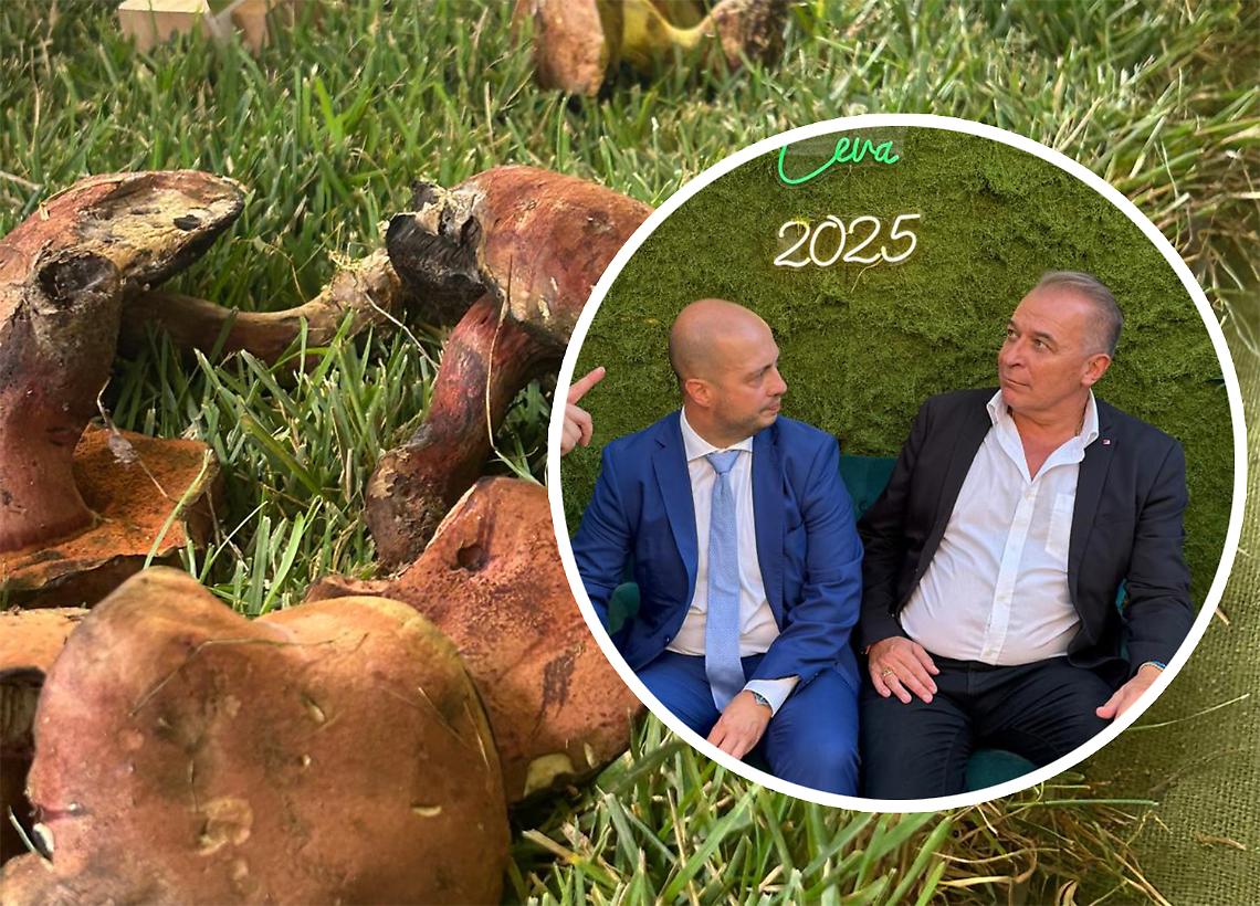 Un Fungo "grande come il mondo":  «Questa Mostra diventa internazionale»