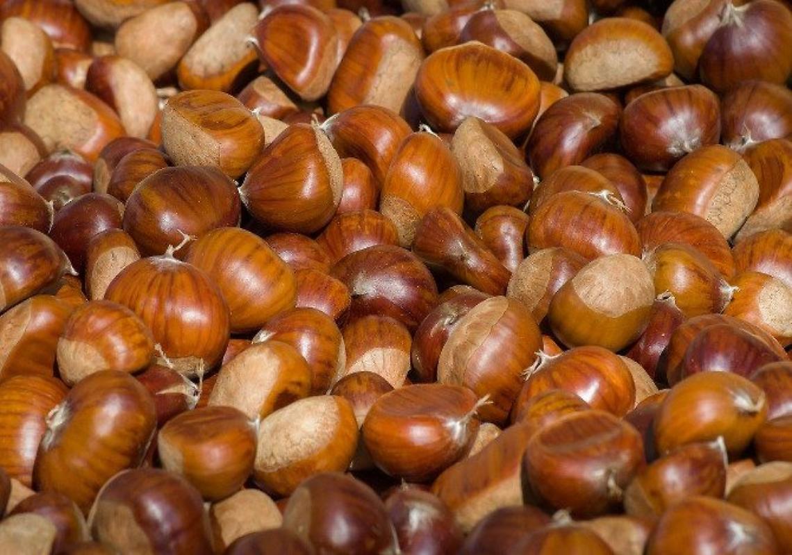 Mercato delle castagne: «Prezzi bassi perché la pezzatura è piccola»