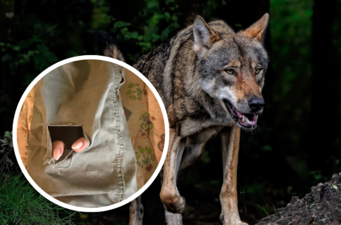 Malgaro morso da un lupo: «L'animale è pericoloso e non teme l'uomo. Va abbattuto»