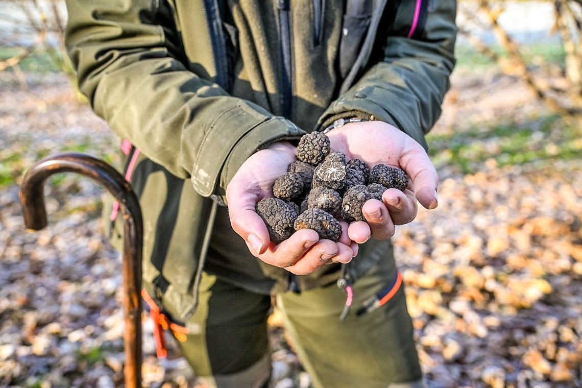 Al via la stagione del tartufo: un autunno d’oro tra fiere, sapori e tradizione