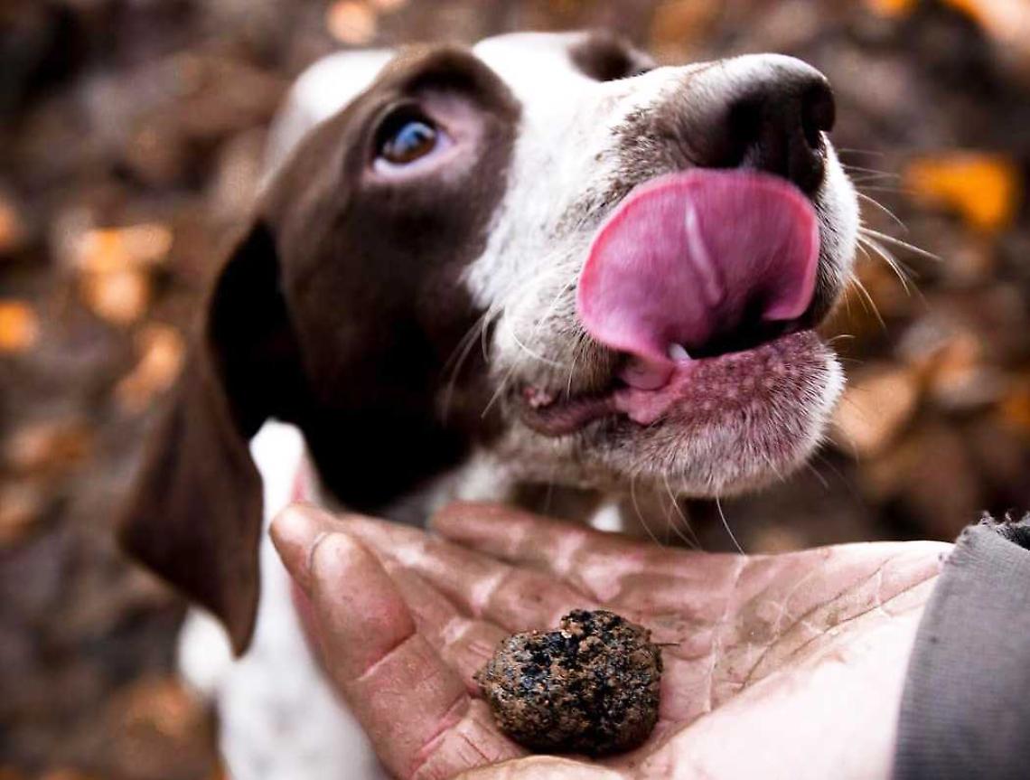 Il Tartufo indiscusso attore protagonista nel Borgo di Millesimo