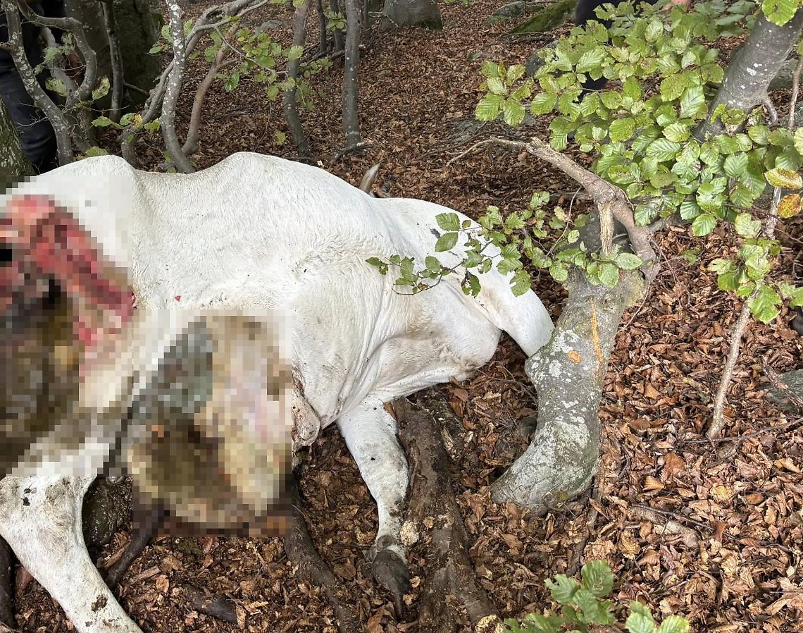Due mucche uccise e sbranate dai lupi in alpeggio in Val Corsaglia