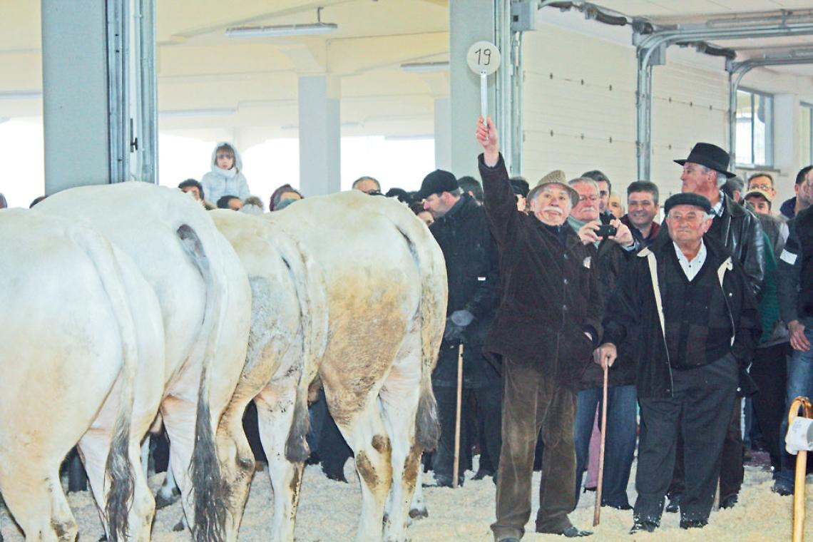 Carrù celebra la Piemontese, l’asta del bue  e la festa della carne