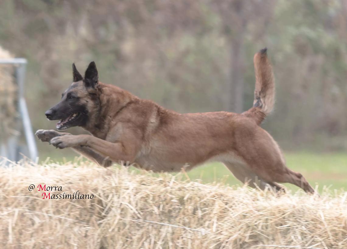 «Israele fuori dal Campionato del Mondo di cani a Borgo San Dalmazzo»