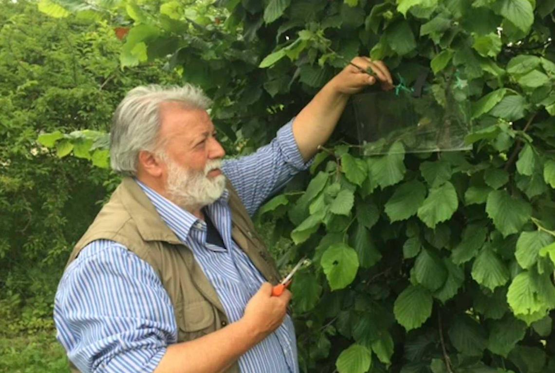Nocciola piemontese: Alta Langa vola, Roero e Astigiano in crisi