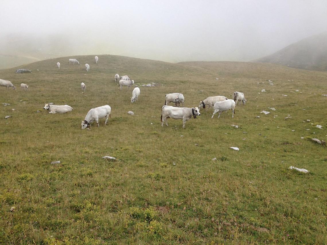 Autunno mite e nuova erba fresca: animali sui pascoli in montagna fino al 15 novembre