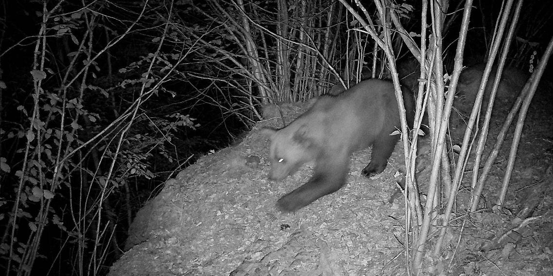 C'è un nuovo orso in Piemonte? Trovate alcune tracce, avviate le indagini