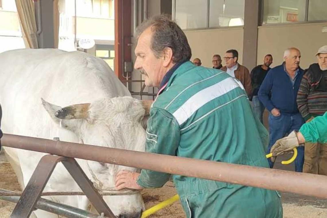 "Fuoco", il bue allevato a Carrù che vale oltre 12 mila euro