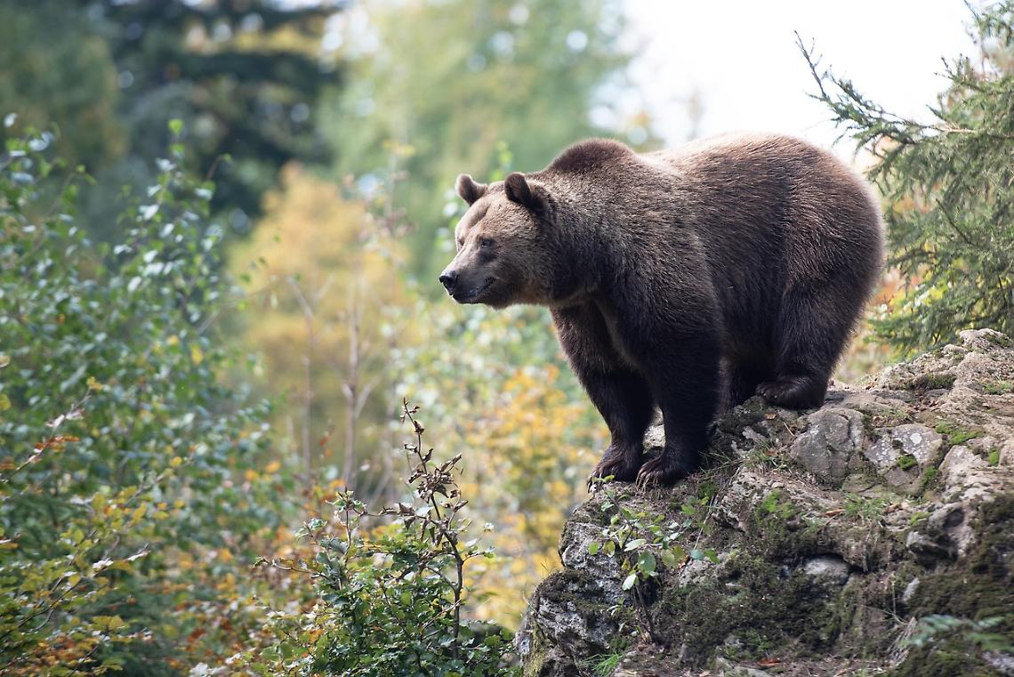 Nessuna prova di un secondo orso in Piemonte: «Nel parco c'è solo M29»