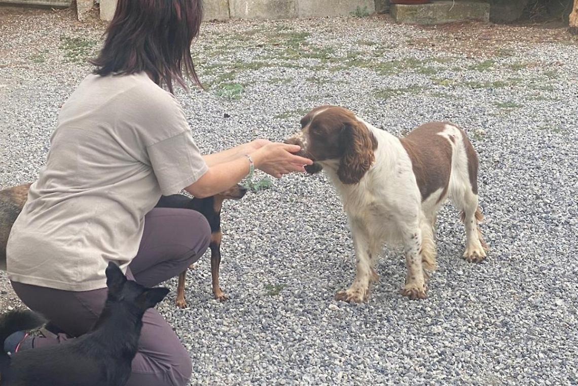 “Cani… e padroni di cani”: imparare a tenere un cane “responsabilmente”