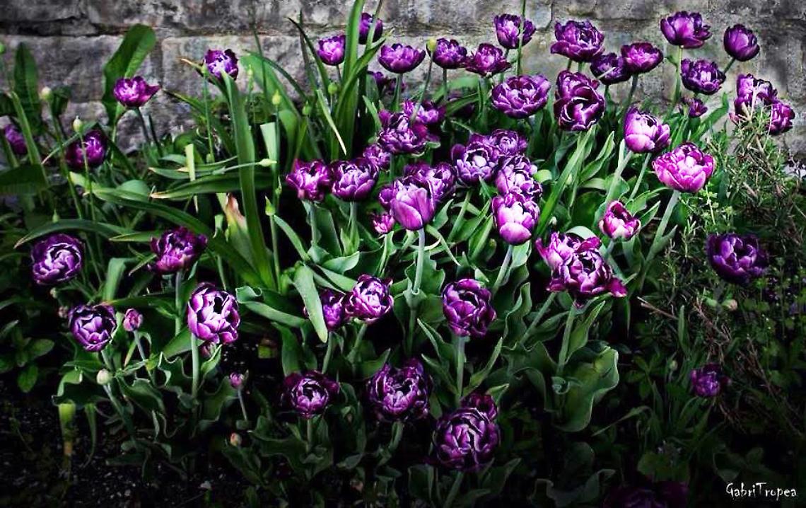 I volontari piantano 600 bulbi di tulipani per colorare il borgo antico