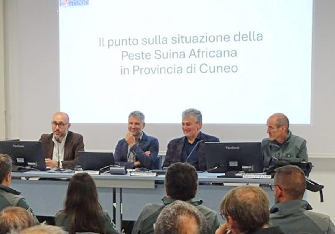 Peste suina: «Dal 2022 abbattuti 30 mila cinghiali in Granda: zero casi»