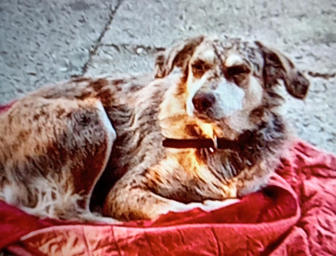Cane scomparso a Cigliè: «Aiutateci a ritrovare la nostra "Pietra", è buona e affettuosa»